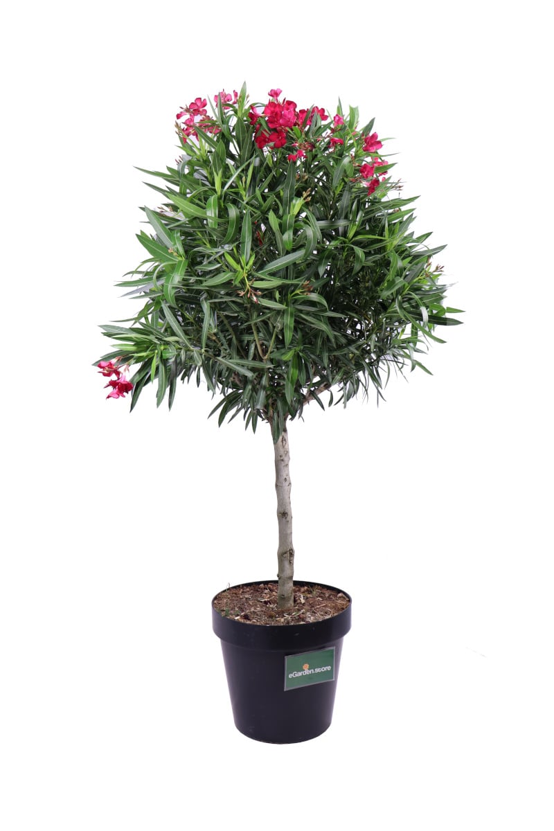 Oleandro Alberello - Nerium Oleander Jannoch - Vivaio eGardean
