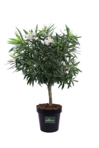 Oleandro Alberello Soeur Agnes v50 egarden.store online