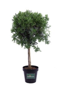 Pistacia Lentiscus Alberello v30 egarden.store online