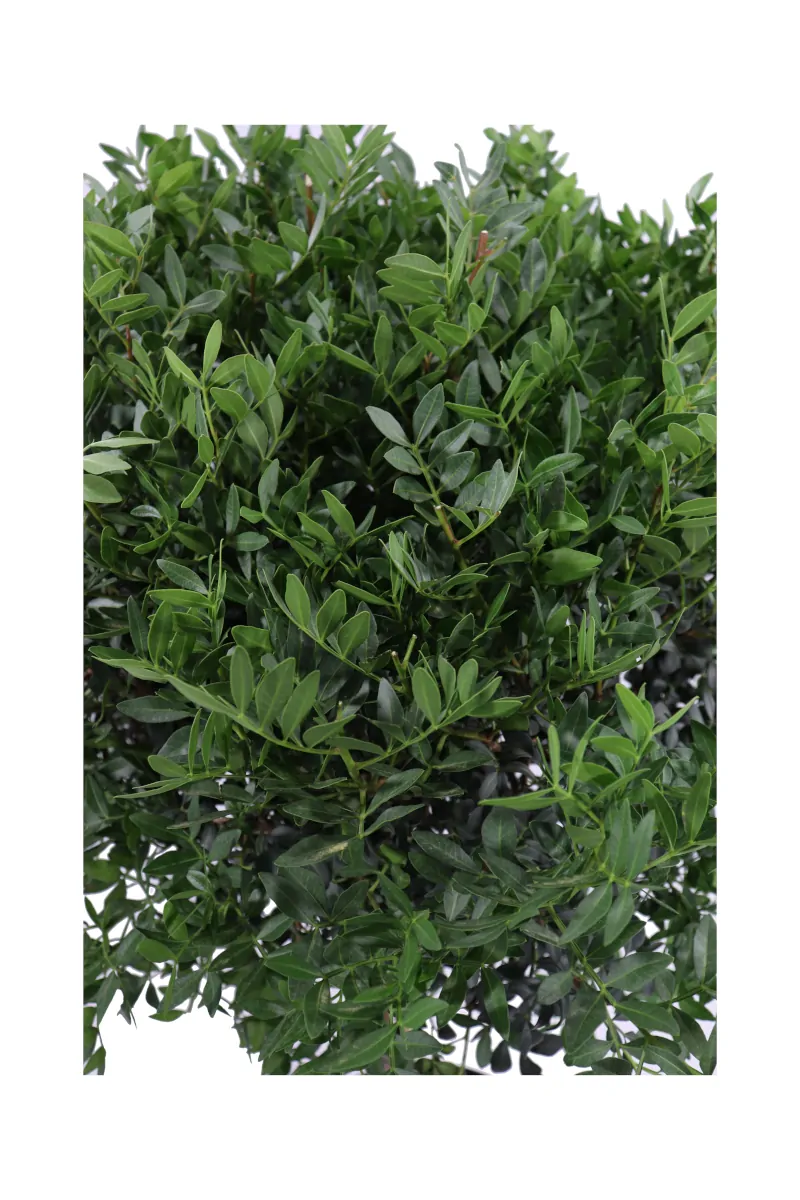 Pistacia Lentiscus Alberello v30 egarden.store online