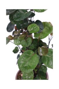 Polyscias Fabian v17 egarden.store 4 Polyscias Fabian v17 egarden.store online