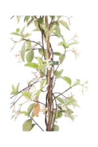 Rhyncospermum Jasminoides Variegatum v18 egarden.store 2 Rhyncospermum Jasminoides Variegatum v18 egarden.store online