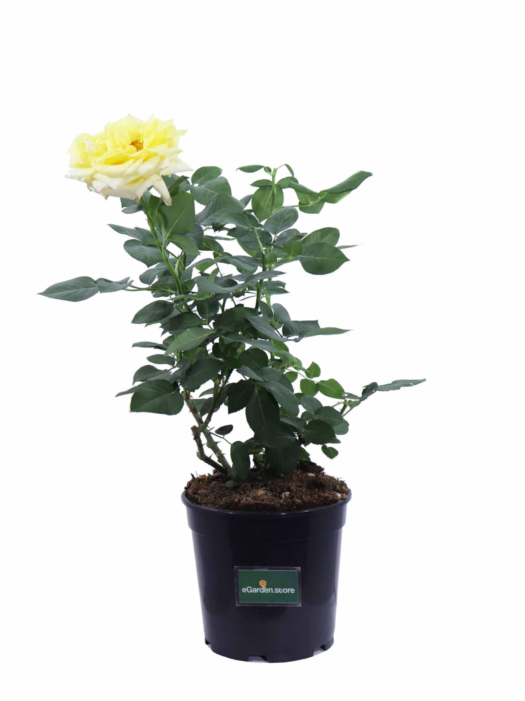 Rosa Grandiflora Gialla v21 egarden.store online