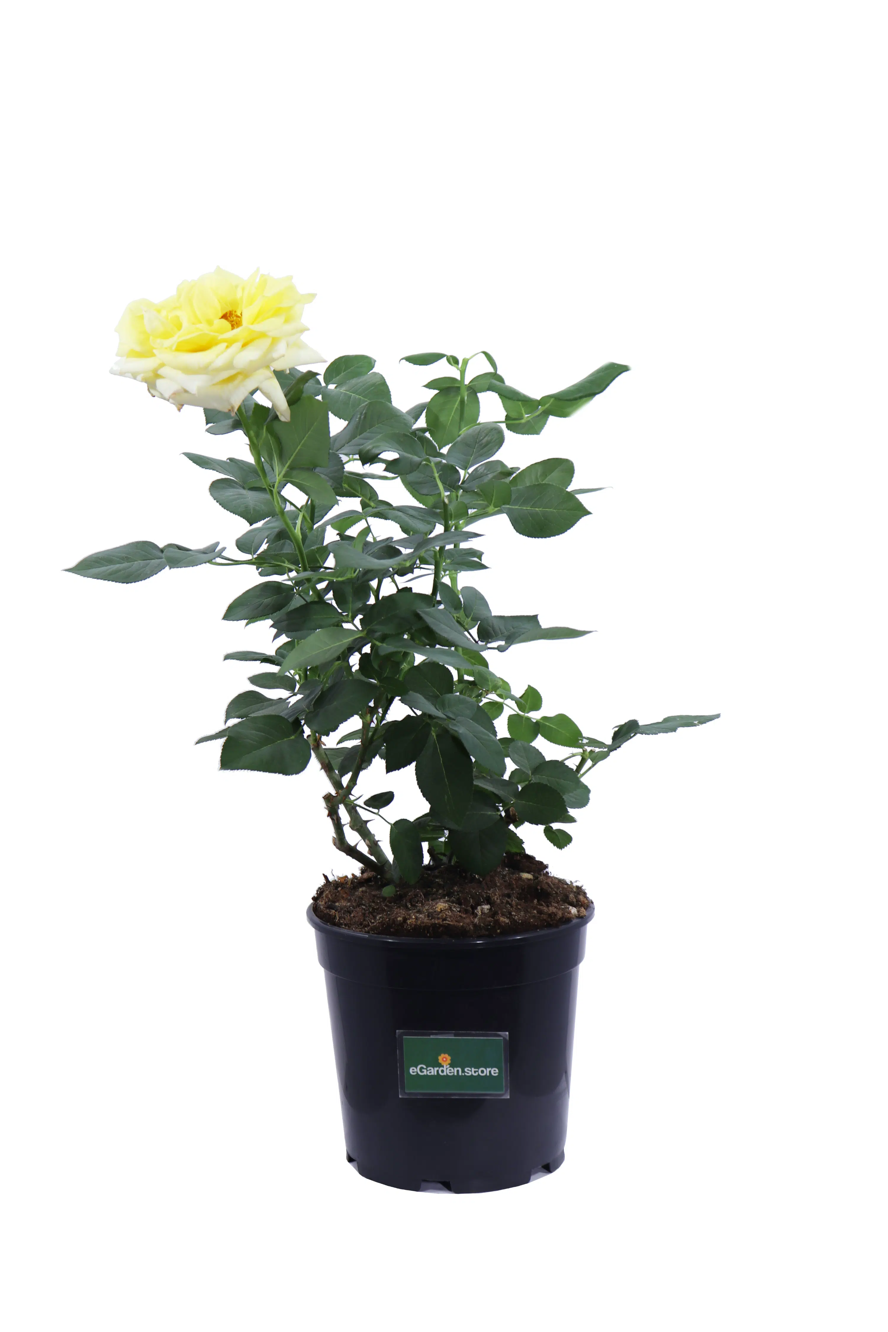 Rosa Grandiflora Gialla v21 egarden.store online
