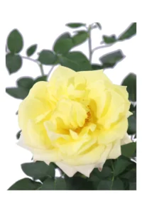 Rosa Grandiflora Gialla v21 egarden.store 2 Rosa Grandiflora Gialla