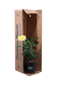 Rosa Grandiflora Gialla v21 egarden.store 3 Rosa Grandiflora Gialla v21 egarden.store online