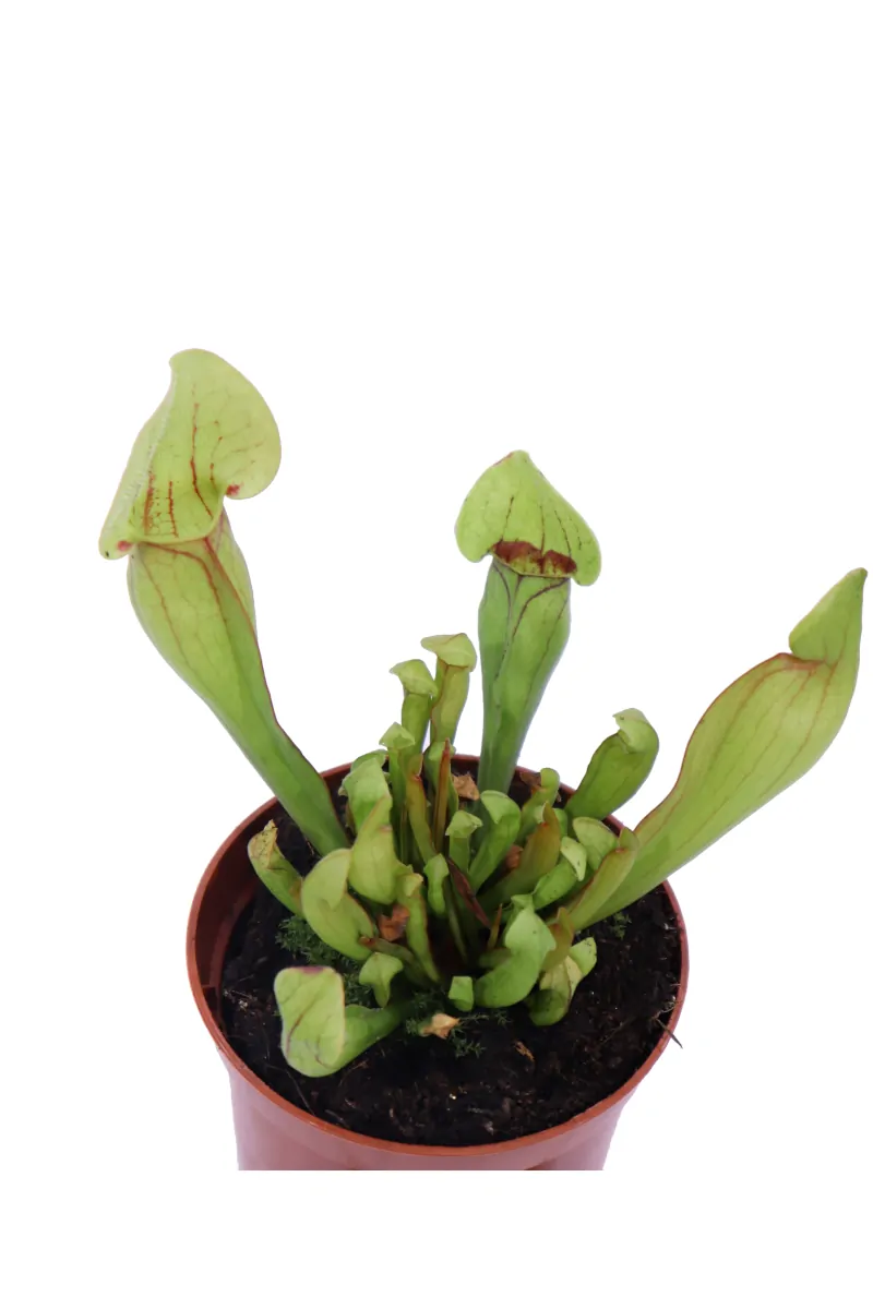 Sarracenia Purpurea v9 egarden.store online