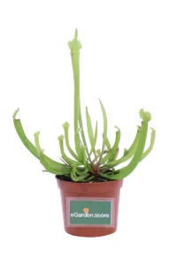 Sarracenia Stevensii v9 egarden.store online