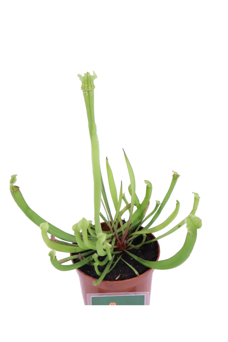 Sarracenia Stevensii v9 egarden.store online