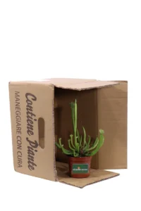 Sarracenia Stevensii v9 egarden.store online