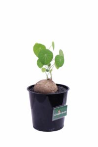 Stephania Erecta v12 egarden.store online