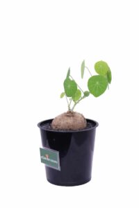 Stephania Erecta v12 egarden.store online