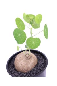 Stephania Erecta v12 egarden.store online