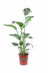 Strelitzia Nicolai v21 egarden.store 1 Strelitzia Nicolai v21 egarden.store online