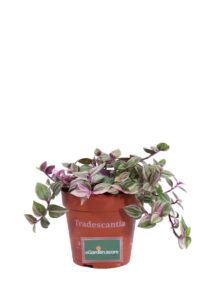 Tradescantia Quadricolor v12 egarden.store online