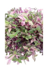 Tradescantia Quadricolor v17 egarden.store online