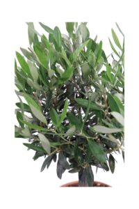 Ulivo Bonsai Bowl v20 egarden.store 4 Ulivo Bonsai Bowl v20 egarden.store online