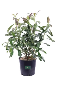 Viburnum Odoratissimum Coppertop v24 egarden.store online