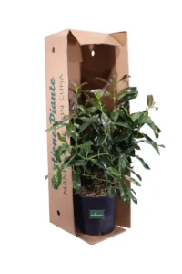 Viburnum Odoratissimum Coppertop v24 egarden.store online