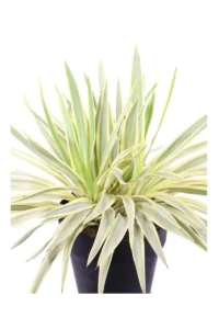 Yucca Gloriosa Citrus Twist v23 egarden.store online