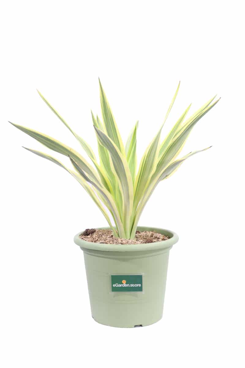 Yucca Gloriosa Citrus Twist v25 egarden.store online