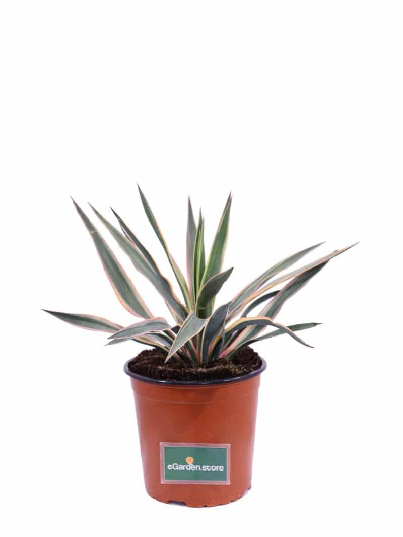 Yucca Gloriosa Tricolor v17 egarden.store online