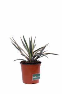 Yucca Gloriosa Tricolor v17 egarden.store online