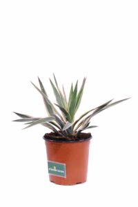 Yucca Gloriosa Tricolor v17 egarden.store online