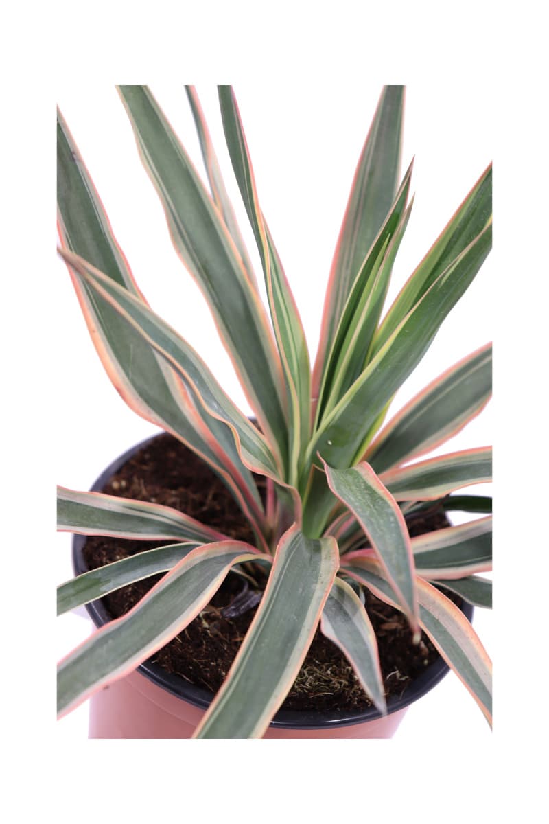 Yucca Gloriosa Tricolor v17 egarden.store online