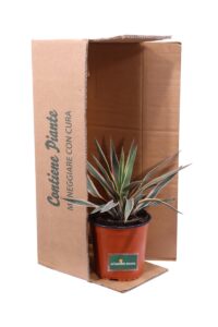 Yucca Gloriosa Tricolor v17 egarden.store online