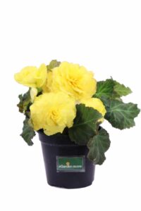 Begonia Tuberosa Gialla v14 egarden.store online