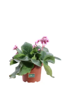 Bergenia Cordifolia v22 egarden.store online