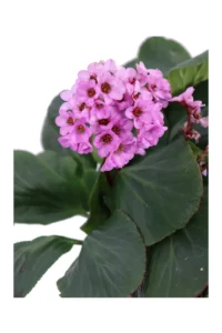 Bergenia Cordifolia v22 egarden.store online