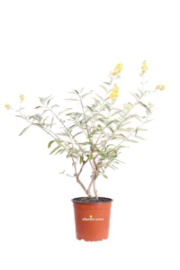 Buddleja Madagascariensis v17 egarden.store online