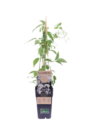 Clematide Montana Grandiflora v11 egarden.store online