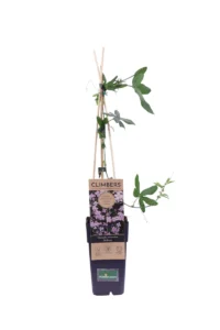 Clematide Montana Rubens v11 egarden.store online