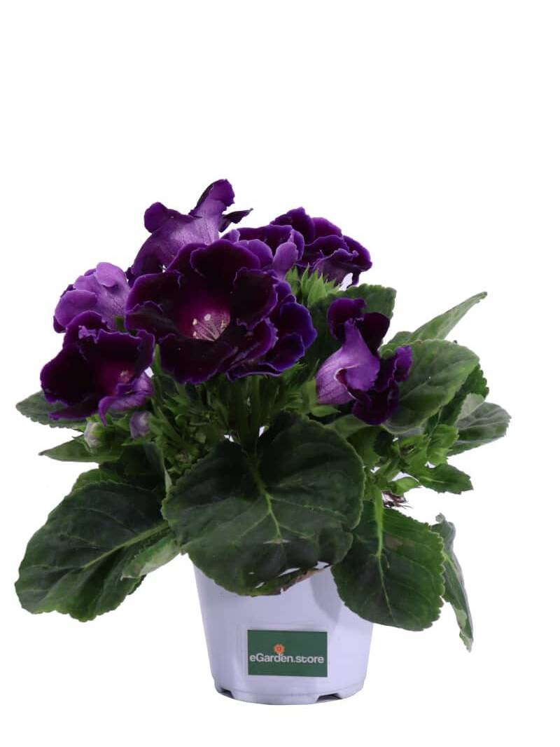 Gloxinia Viola v14 egarden.store online