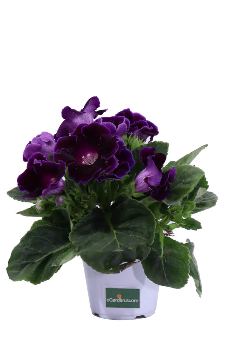 Gloxinia Viola v14 egarden.store online