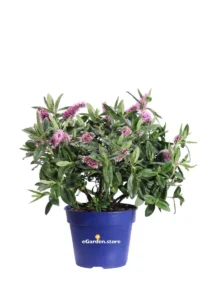 Hebe Hebedonna Nikka v17 egarden.store 1 Hebe Hebedonna Nikka v17 egarden.store online