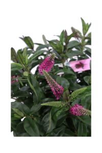 Hebe Hebedonna Nikka v17 egarden.store 4 Hebe Hebedonna Nikka v17 egarden.store online