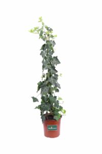 Hedera Algeriensis v16 egarden.store online