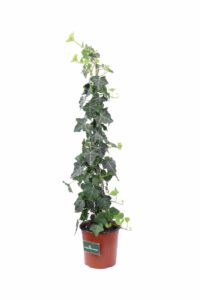 Hedera Algeriensis v16 egarden.store online