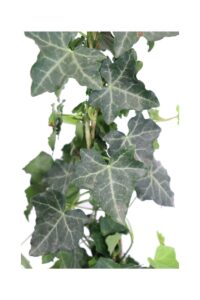 Hedera Algeriensis v16 egarden.store online