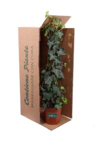 Hedera Algeriensis v16 egarden.store online