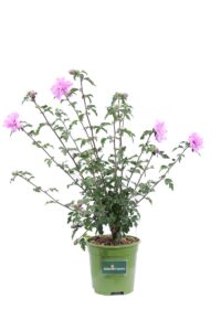 Hibiscus Syriacus Ardens v17 egarden.store online