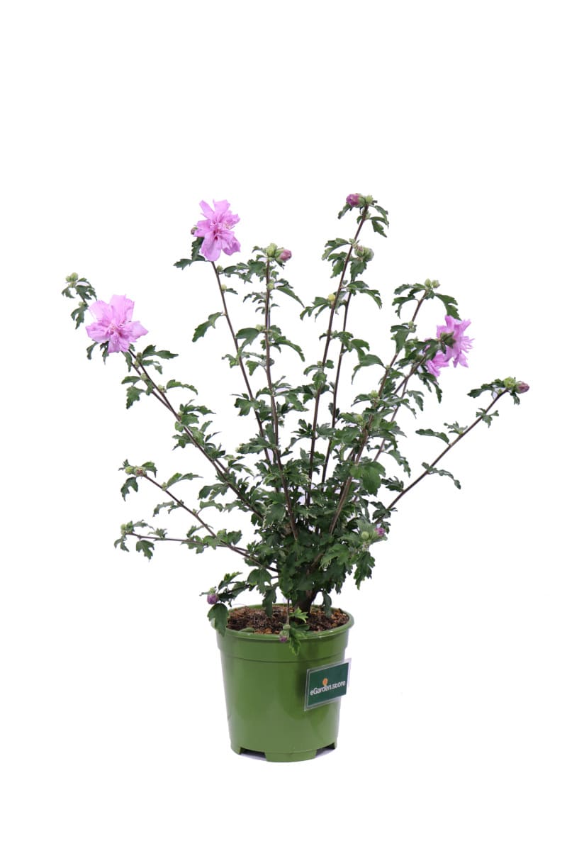 Hibiscus Syriacus Ardens v17 egarden.store online