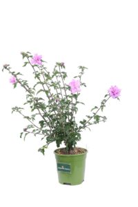 Hibiscus Syriacus Ardens v17 egarden.store online