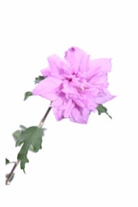 Hibiscus Syriacus Ardens v17 egarden.store online