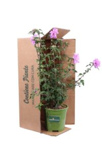Hibiscus Syriacus Ardens v17 egarden.store online