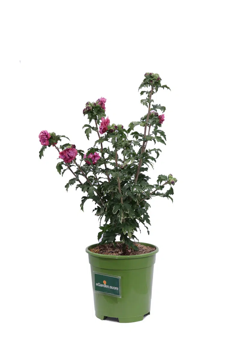 Acquista Ibisco Rosa Sinensis Online Su - Foto 4